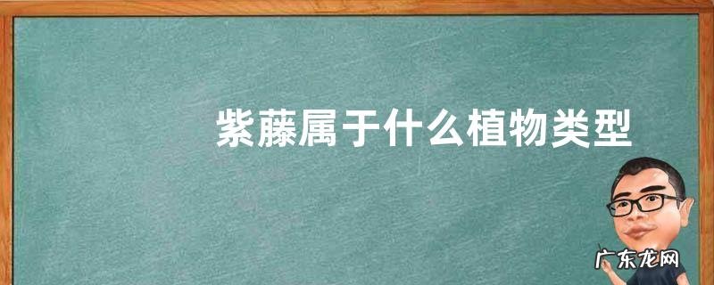 紫藤属于什么植物类型