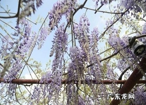 紫藤属于什么植物类型