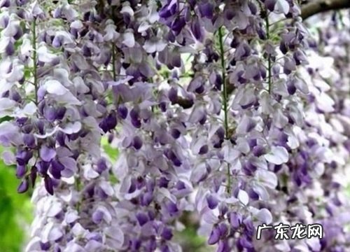 紫藤属于什么植物类型