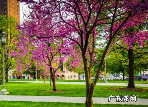 紫荆树一年开几次花