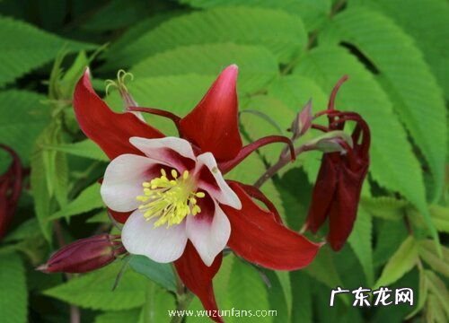 耧斗花是多年生吗