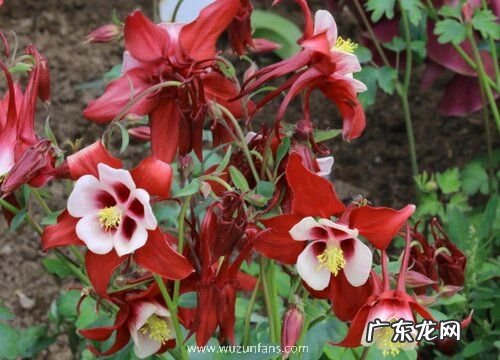 耧斗花是多年生吗