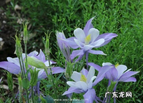 耧斗花是多年生吗