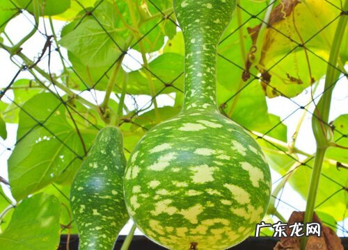 葫芦属于什么植物类型