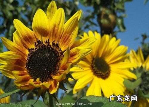 向日葵生长环境条件及特点