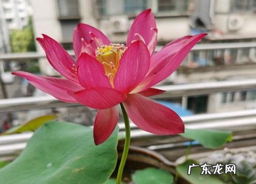 睡莲属于什么植物类型