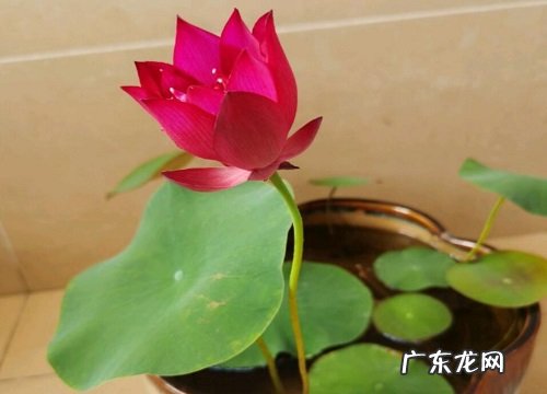 睡莲属于什么植物类型