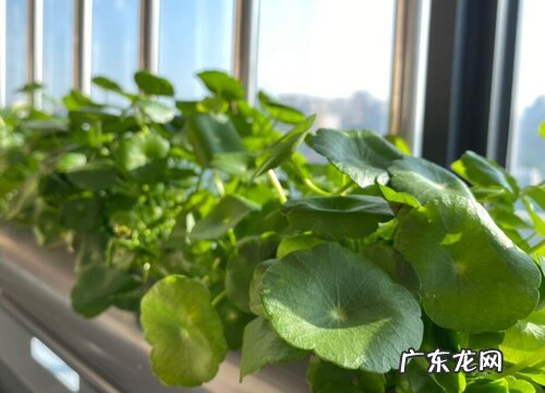 铜钱草属于什么植物类型