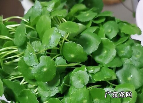 铜钱草属于什么植物类型