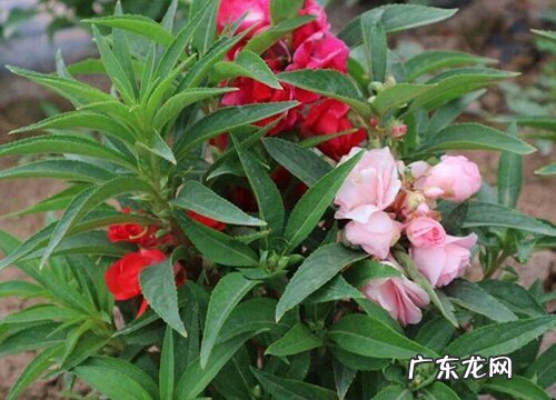 凤仙花一年开几次花