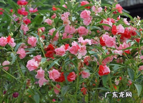 凤仙花一年开几次花