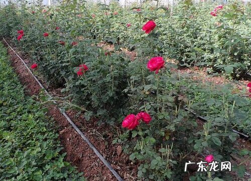 滇红玫瑰一年开几次花