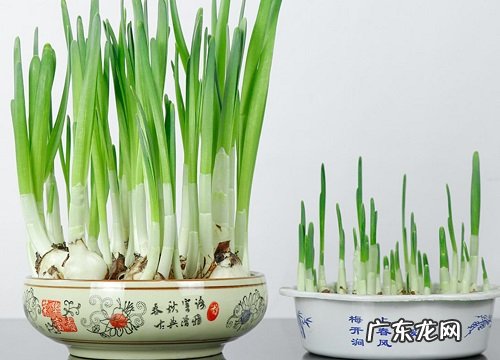 和石蒜很像的植物