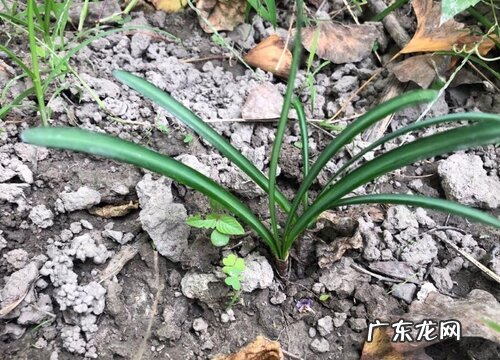 和石蒜很像的植物