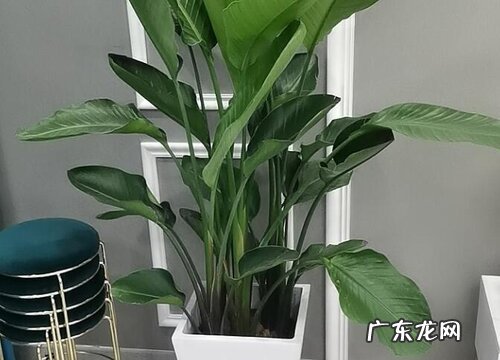 天堂鸟用多大的盆合适