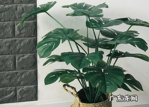 天堂鸟用多大的盆合适