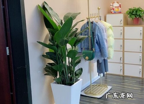 天堂鸟用多大的盆合适