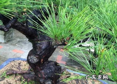 松树属于什么植物类型