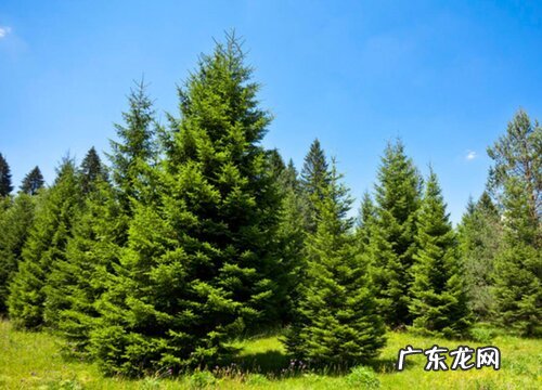 松树属于什么植物类型