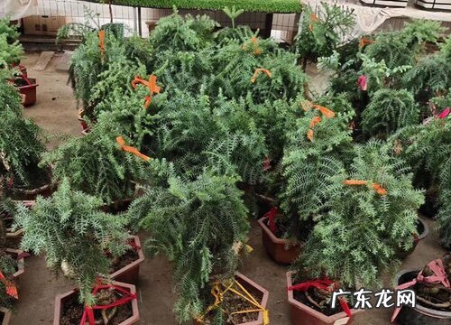 松树属于什么植物类型