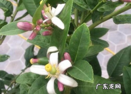 香水柠檬一年开几次花