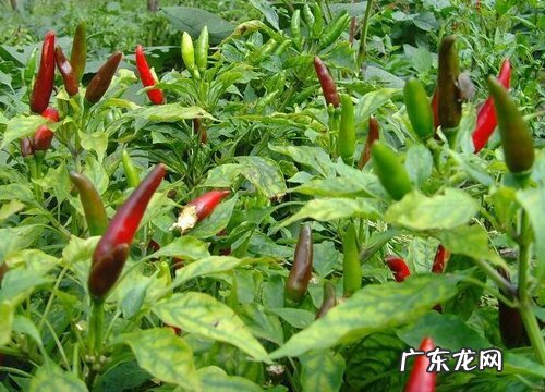 辣椒采摘时间和收获季节