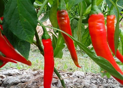 辣椒采摘时间和收获季节