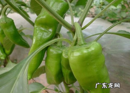 辣椒采摘时间和收获季节