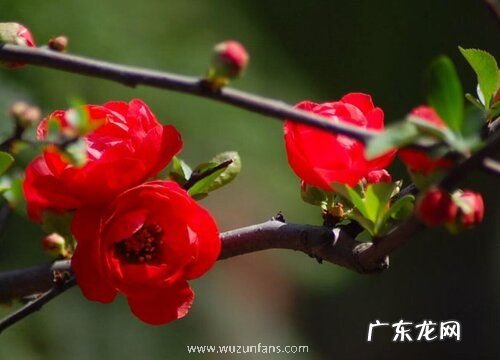 长寿冠海棠一年开几次花