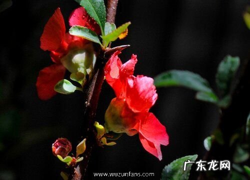 长寿冠海棠一年开几次花