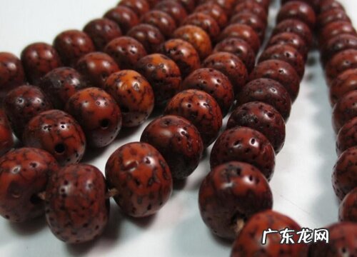 星月菩提是什么植物的种子