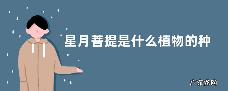 星月菩提是什么植物的种子