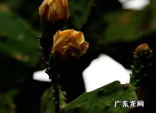 黑金刚仙人球一年开几次花