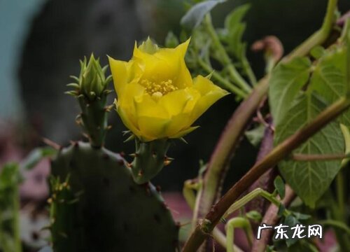 黑金刚仙人球一年开几次花