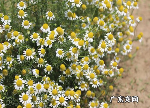 洋甘菊是多年生吗