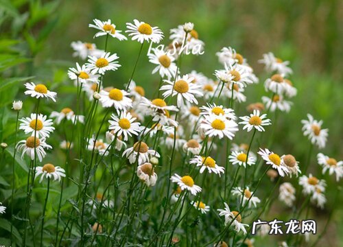 洋甘菊是多年生吗