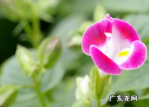 夏瑾是多年生吗