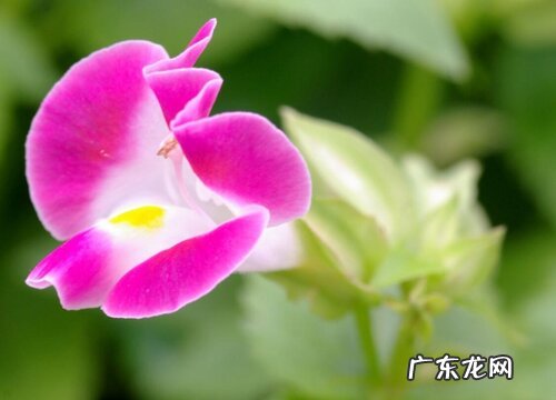 夏瑾是多年生吗