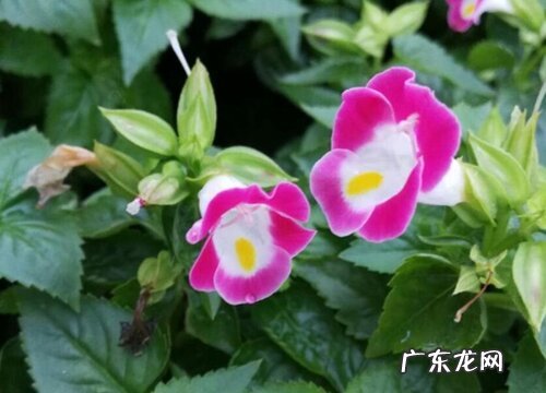 夏瑾是多年生吗