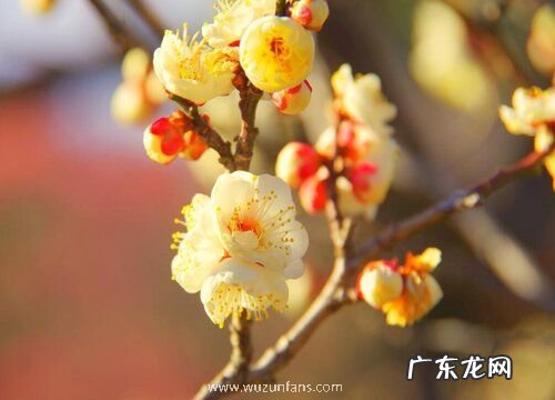 腊梅一年开几次花