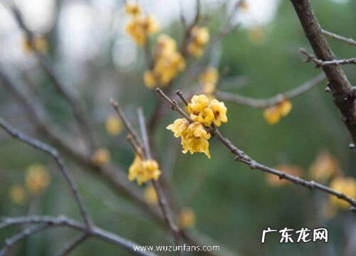 腊梅一年开几次花