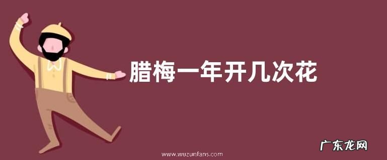 腊梅一年开几次花