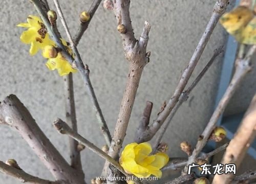 腊梅一年开几次花