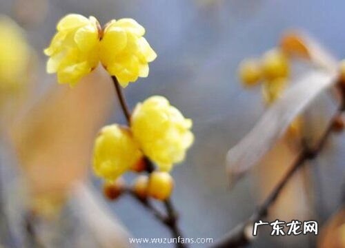 腊梅一年开几次花