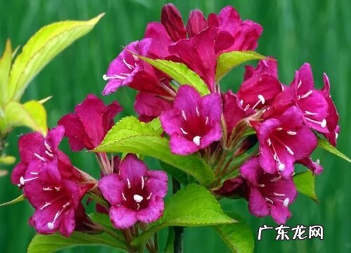 锦带花一年开几次花