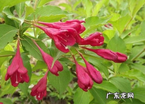 锦带花一年开几次花