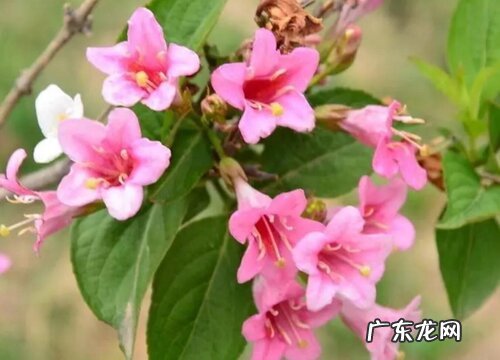 锦带花一年开几次花