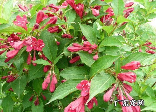 锦带花一年开几次花