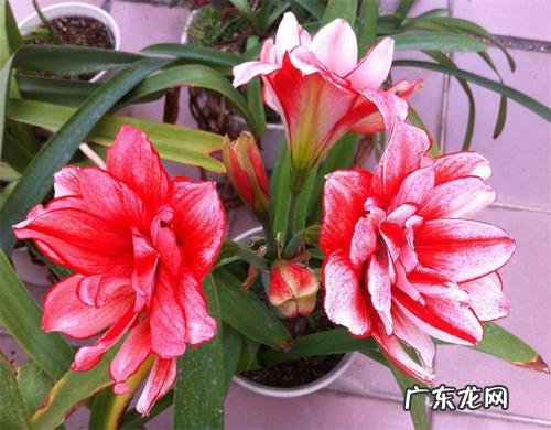 朱顶红几月休眠 休眠期处理方法