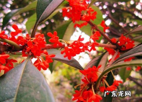 血桂一年开几次花